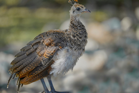 Animals, Beautiful, Feathers, Photography, Wildlife, Wings